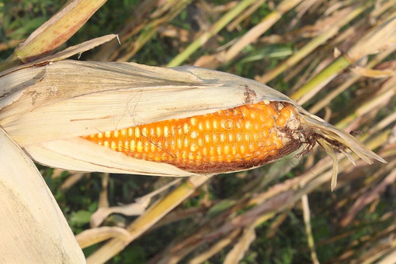 Corn in the Cornfield Ready for Harvest by Farmer Stock Image Image
