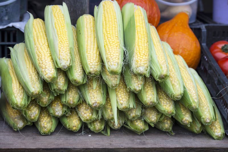 Selling Of Corn In A Market Stock Photo Image of fresh, clove 34410098