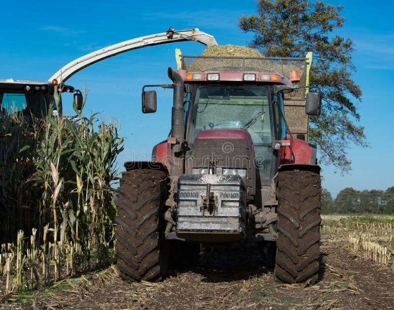 Corn Crop, Agricultural Activity for Harvest Season Stock Photo Image