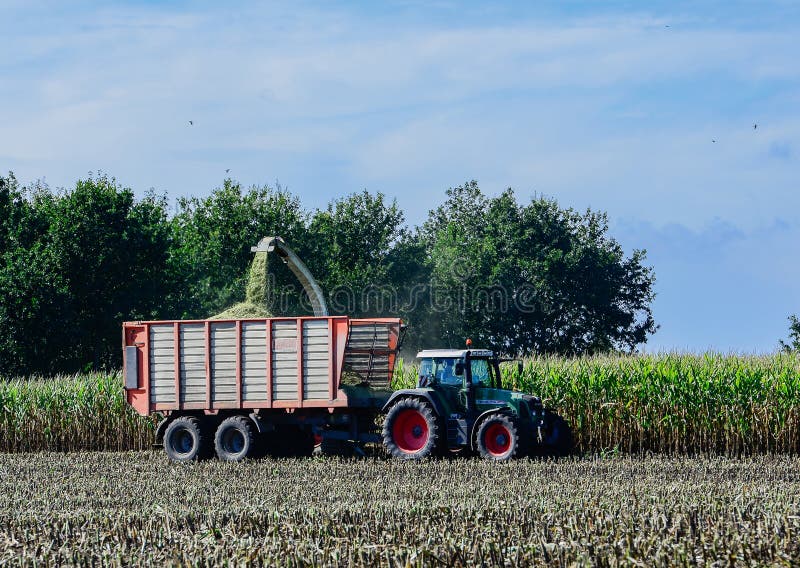 Corn Crop, Agricultural Activity for Harvest Season Editorial Stock