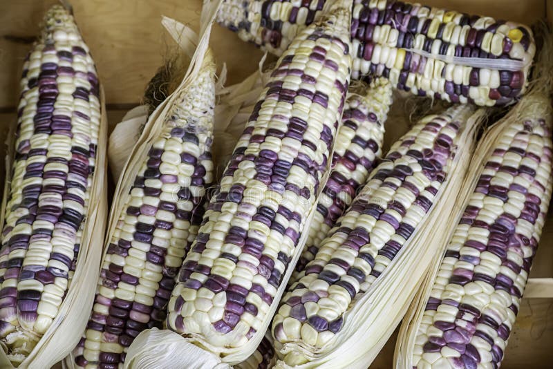 Corn Drying on Wood for the Seeds To Cultivate Stock Photo Image of