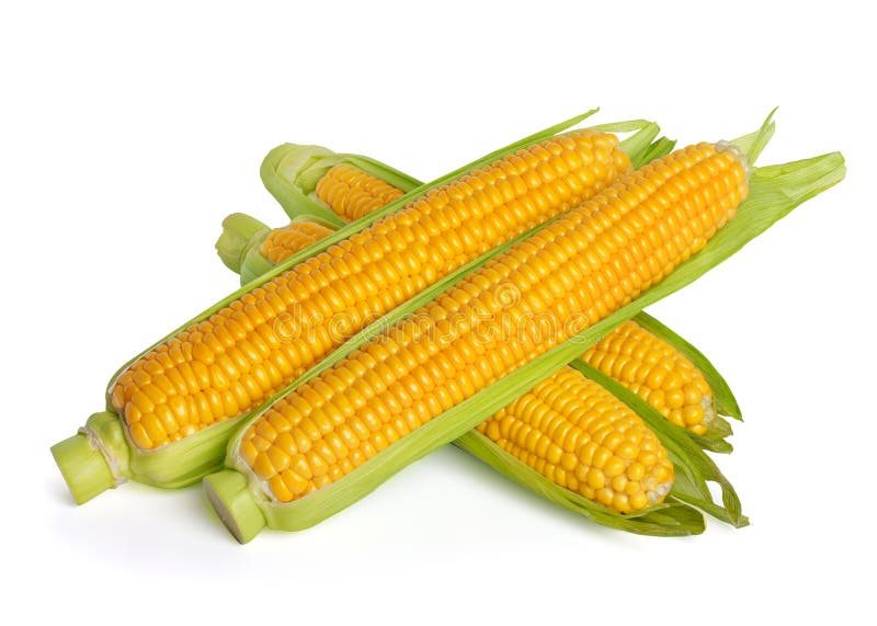 Corn ear stock photo. Image of fresh, group, sweetcorn 26248000