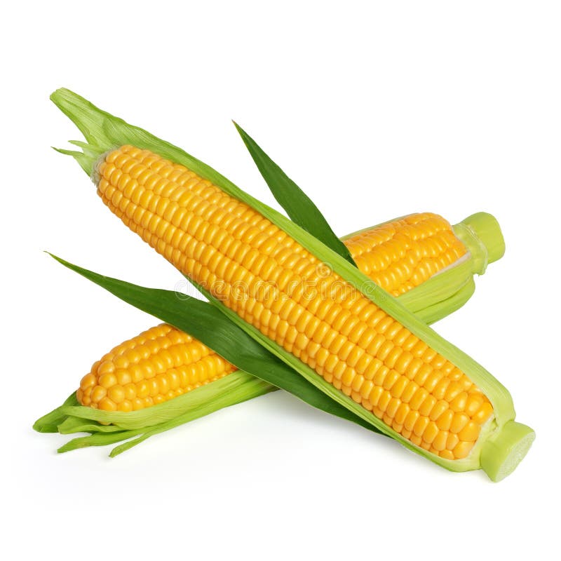 Corn ear stock photo. Image of fresh, group, sweetcorn - 26248000