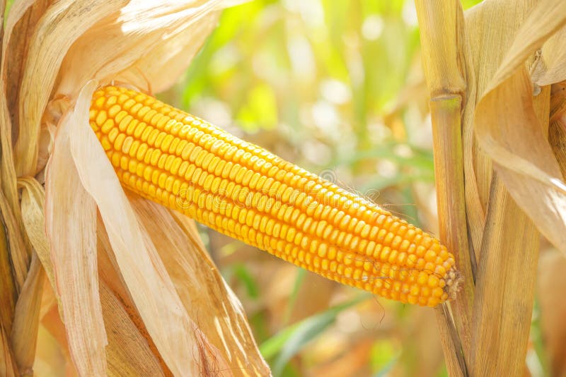 Corn ear on stalk stock image. Image of field, corn, crop 60370527