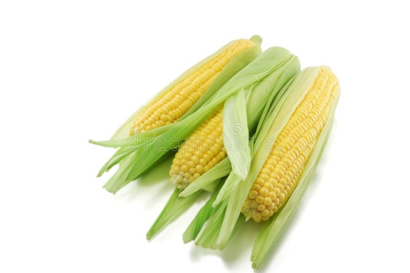 Corn ears