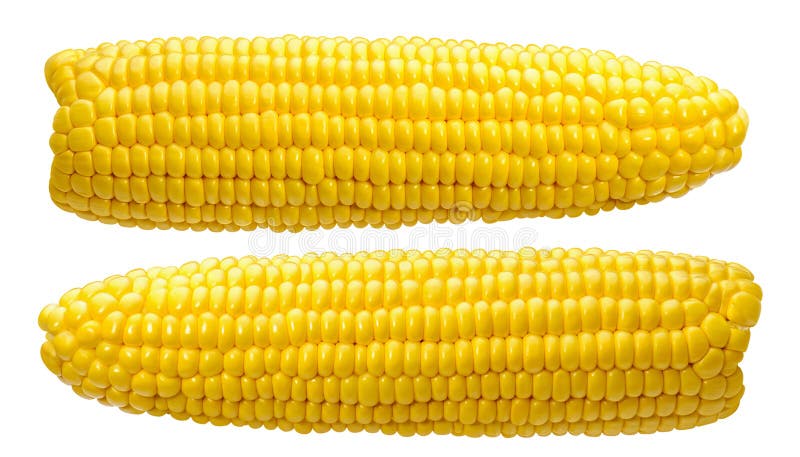 2 corn ears no leaves isolated on white stock photos 2 corn ears no leaves isolated on white stock photos