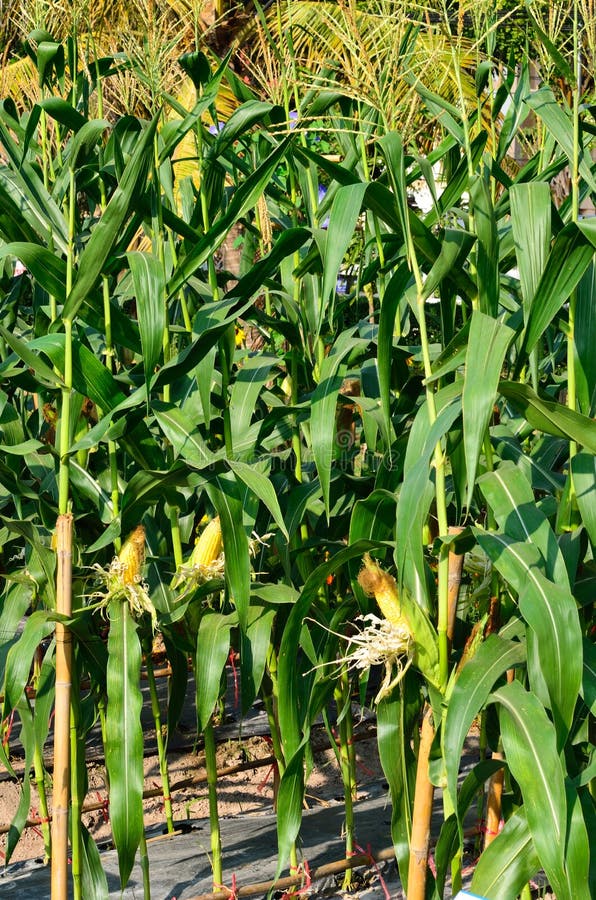 Corn ears on the stalk stock image. Image of health, agriculture 41734059