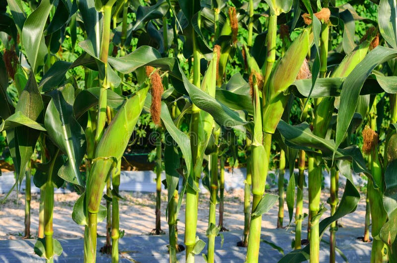 Corn ears on the stalk stock image. Image of health, agriculture 41734059