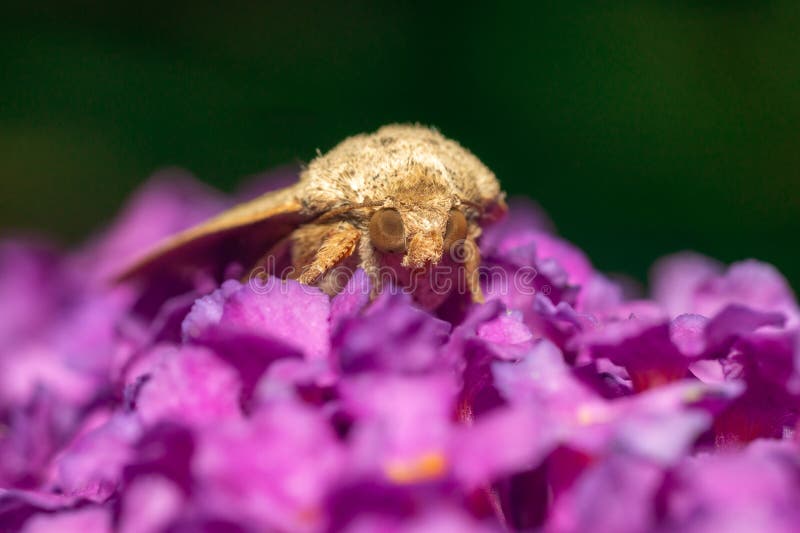 Corn earworm stock photo. Image of chlordea, alive, outdoors 229052334