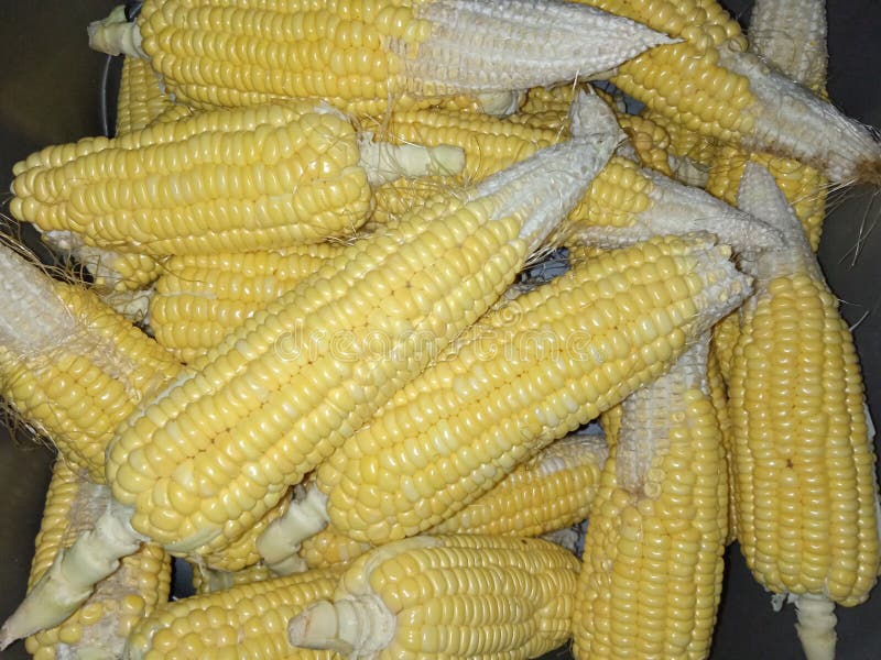 Corn failed to harvest perfectly