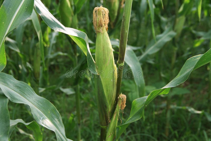Corn Farm. Corn Field with Corn Flower Blooming Stock Image Image of