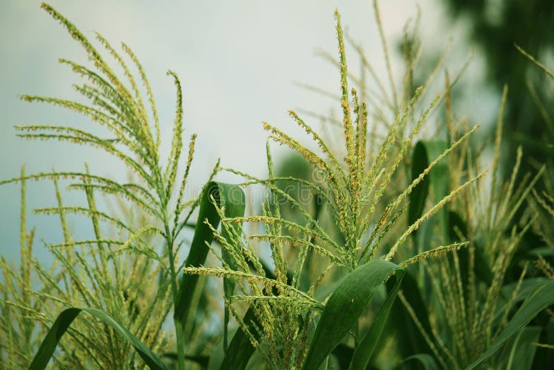 Corn Farm. Corn Field with Corn Flower Blooming Stock Image Image of