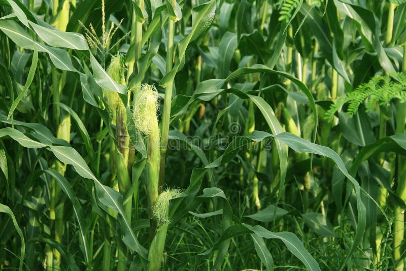Corn Farm. Corn Field with Corn Flower Blooming Stock Image Image of