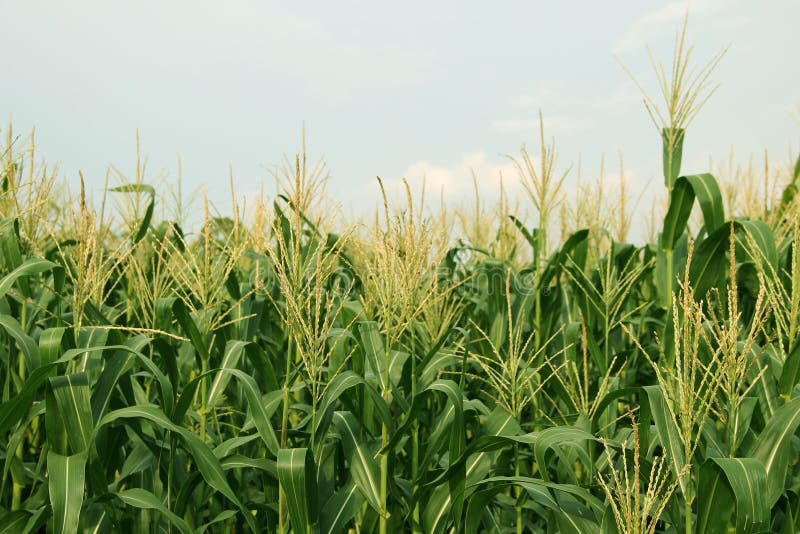 Corn Farm. Corn Field with Corn Flower Blooming Stock Photo Image of