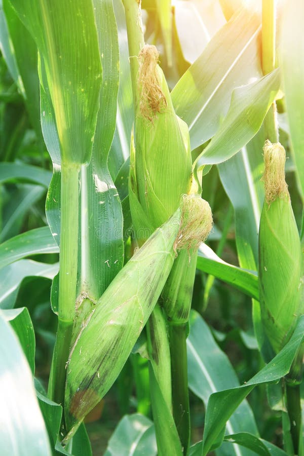 Corn Farm. Corn Field with Corn Flower Blooming Stock Image Image of