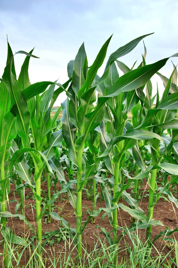 Corn farm field plants stock image. Image of lush, agriculture 191050333