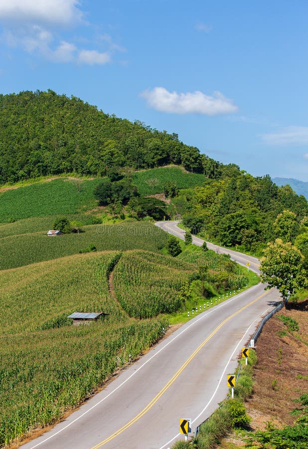 Corn Farm on Hill with Blue Sky and Sunset Background. Stock Photo Image of outdoor, plant