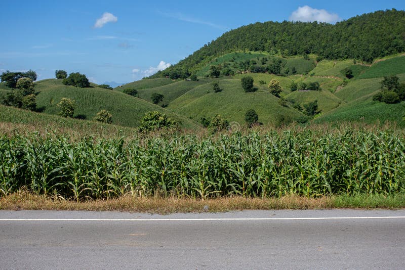 Corn Farm on Hill with Blue Sky and Sunset Background Stock Image Image of season, farm 144104301