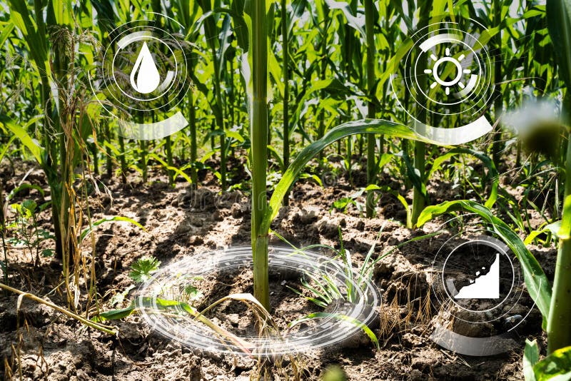 Corn Farm Smart Agriculture Technology vector illustration