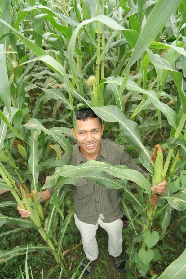 Corn farming