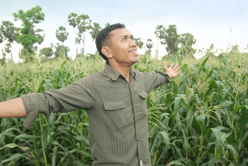 Corn farming in good feeling