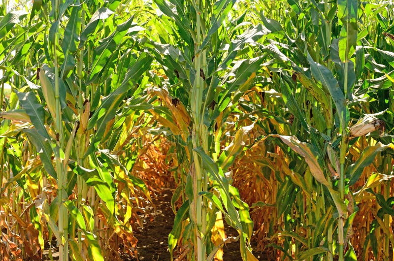 Feed Corn stock image. Image of agricultural, harvester 32523945