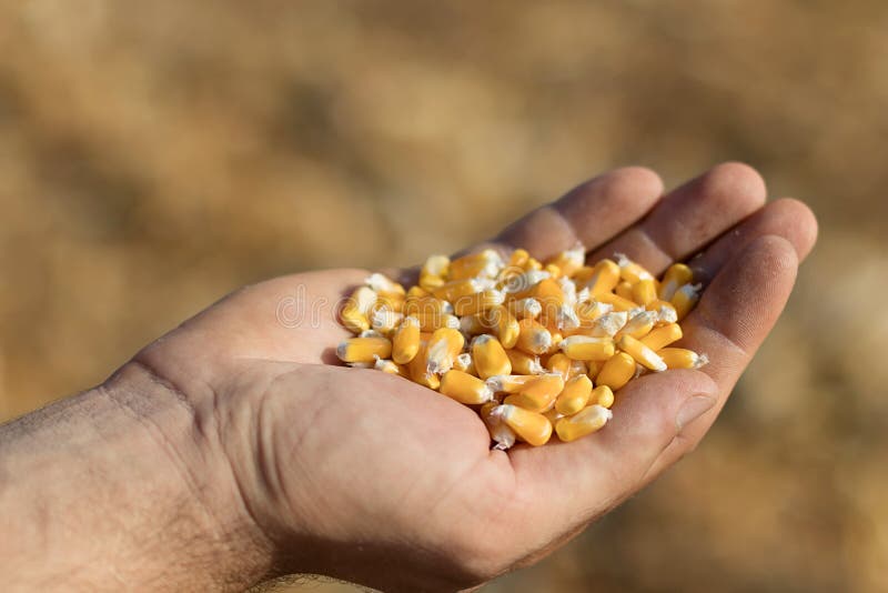 Corn feed in a hand in the field. 