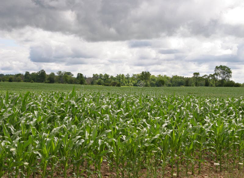 Corn field