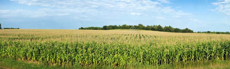 corn-field-10479889.jpg