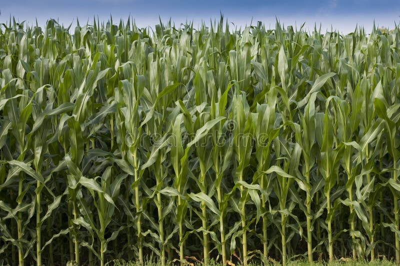 Corn field stock photo. Image of farm, healthy, corn 10519918
