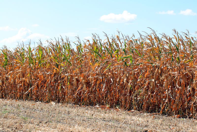 Corn Field stock photo. Image of photograph, food, agriculture 10962372