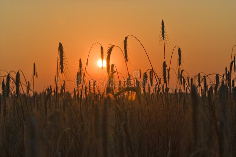 Corn field