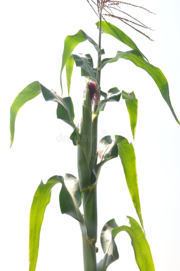 Corn field