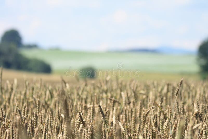 Corn field