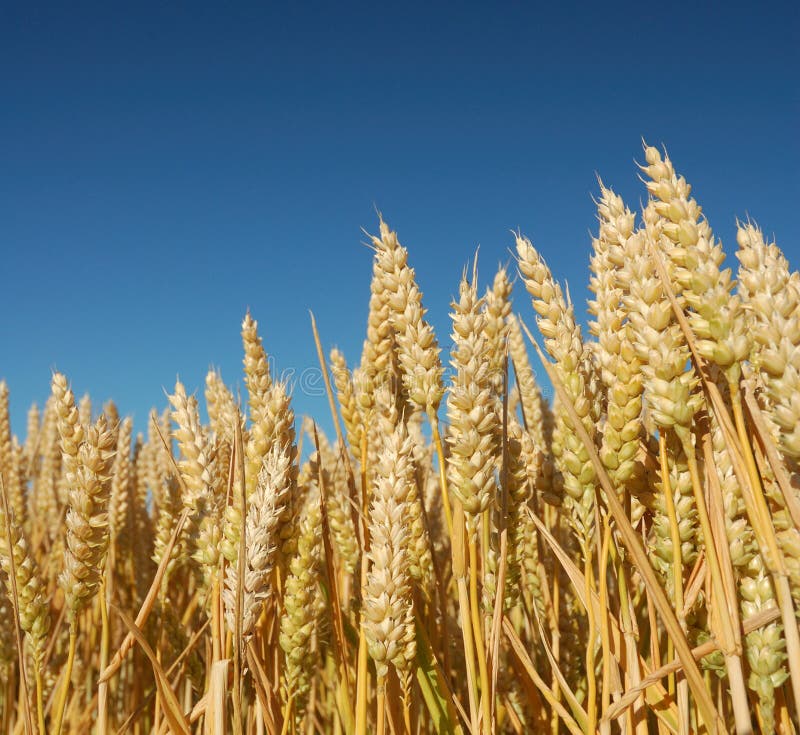 Corn Field royalty free stock photos Corn Field royalty free stock photos