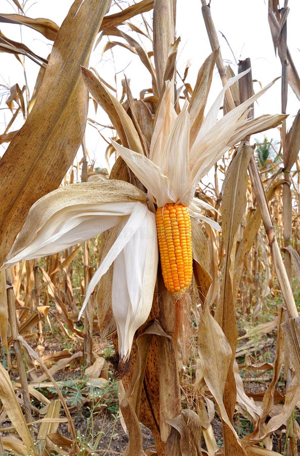 Corn field