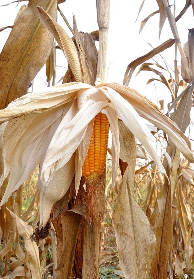 Corn field