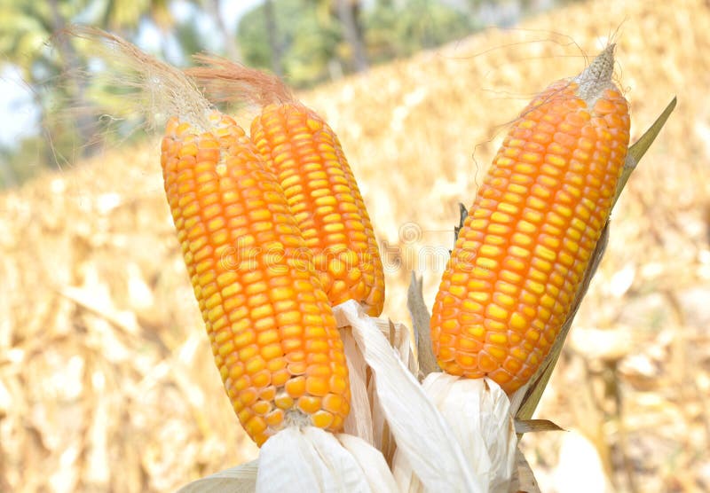 Corn field