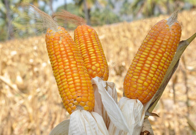 Corn field