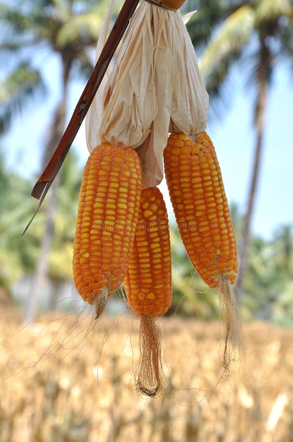 Corn field