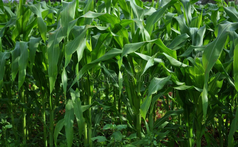 Corn field