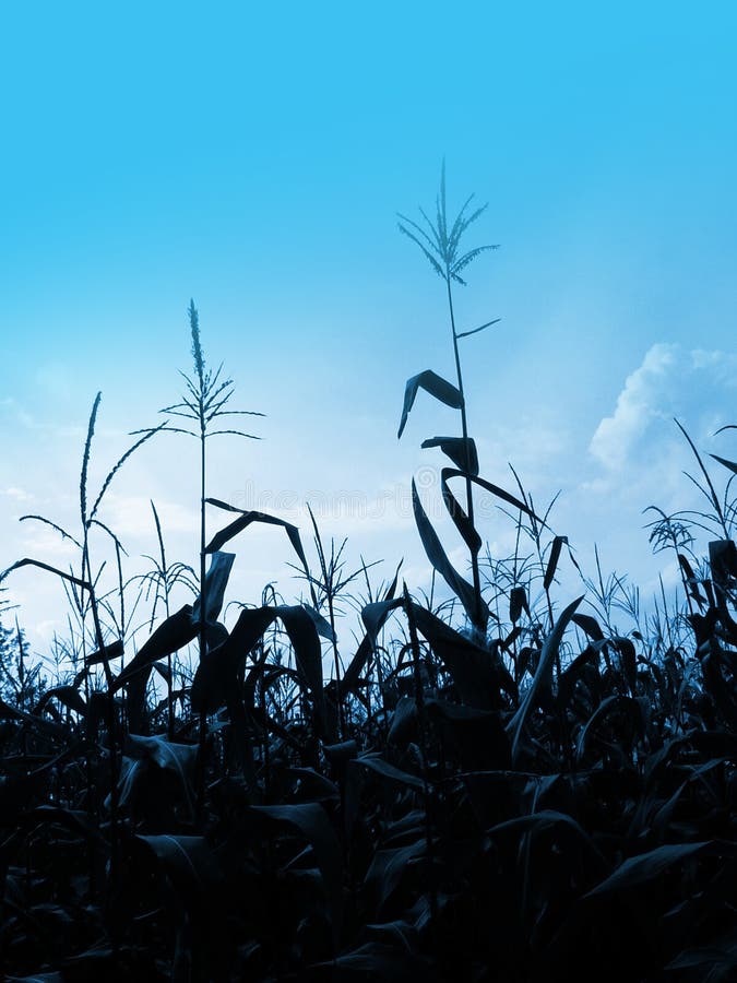 Corn field