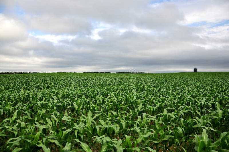 Corn field