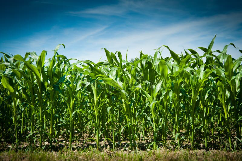 Corn field stock photo. Image of skies, white, grain 15195948
