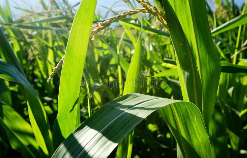 Corn Field stock image Corn Field stock image
