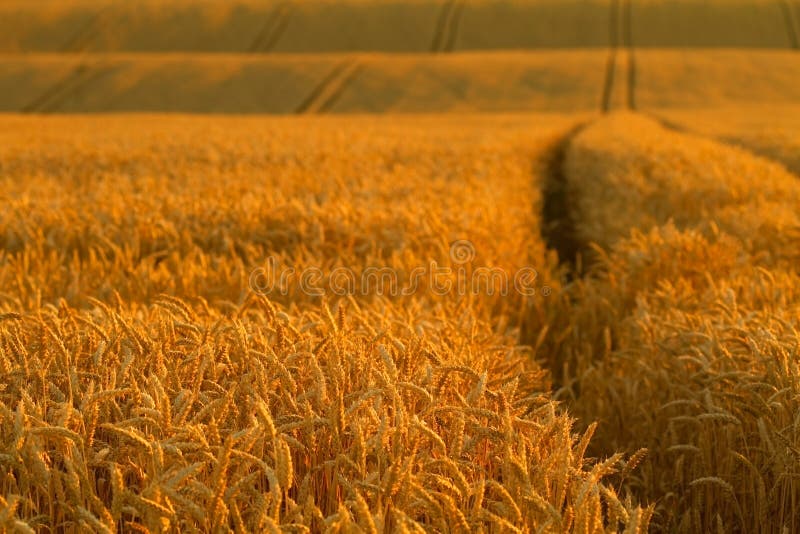 Corn field