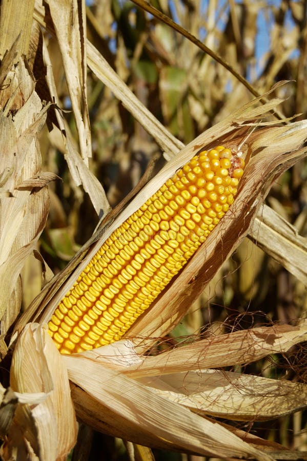 Una spiga di grano su stelo in un campo pronto per la raccolta.