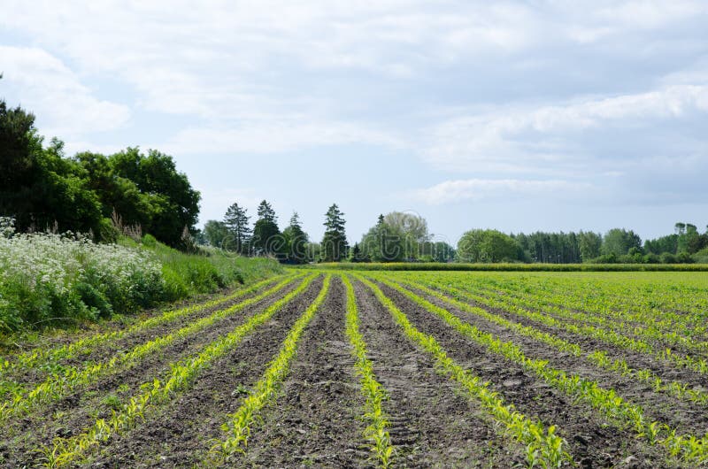 Corn field royalty free stock photo