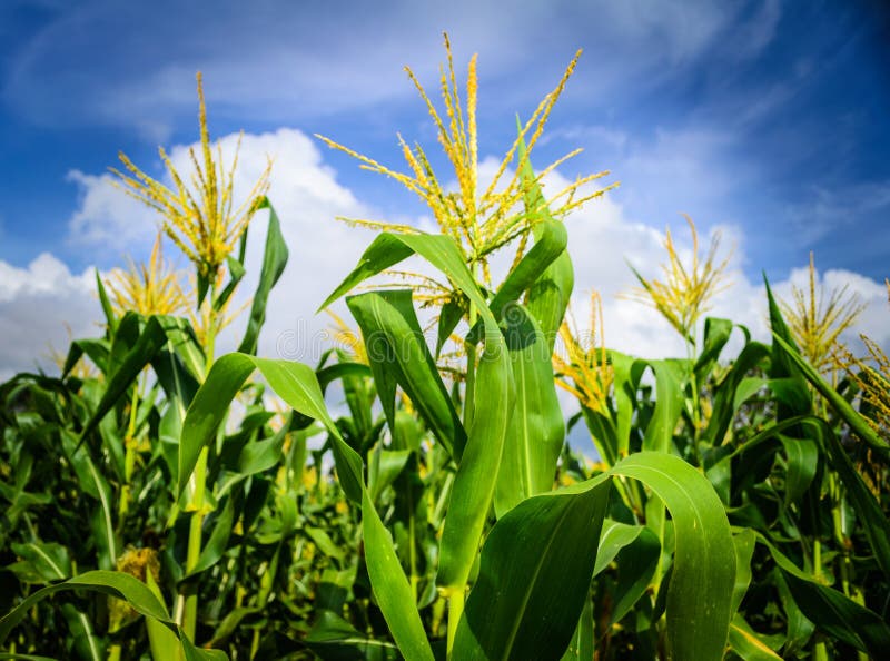 Corn field