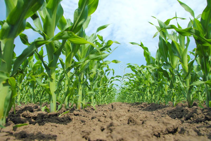 Corn Field